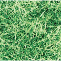 TAP - 11563 Tapeta Grass...